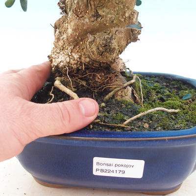 bonsai Room - Olea europaea sylvestris -Oliva Europejski drobnolistá - 5
