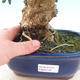 bonsai Room - Olea europaea sylvestris -Oliva Europejski drobnolistá - 5/6