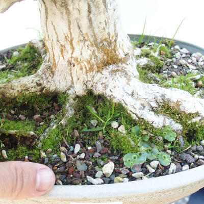 Bonsai Outdoor -Carpinus CARPINOIDES - Grab Koreański - 5