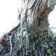 Bonsai outdoor - Juniperus chinensis - Jałowiec chiński Chinese - 5/5