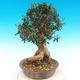Kryte bonsai - Olea europaea sylvestris -Oliva european tiny - 5/5
