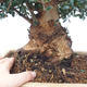 bonsai Room - Olea europaea sylvestris -Oliva Europejski drobnolistá - 5/7
