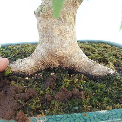 Acer palmatum - klon palmowy - 5