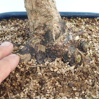 Acer palmatum - klon palmowy - 5