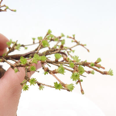 Bonsai zewnętrzne -Larix decidua - Modrzew liściasty - 5