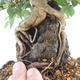 Bonsai Outdoor -Carpinus CARPINOIDES - Grab Koreański - 5/5