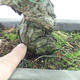 Outdoor bonsai - Pinus parviflora - Sosna drobnokwiatowa - 5/5
