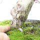 Outdoor bonsai - głogowe białe kwiaty - Crataegus laevigata - 5/6