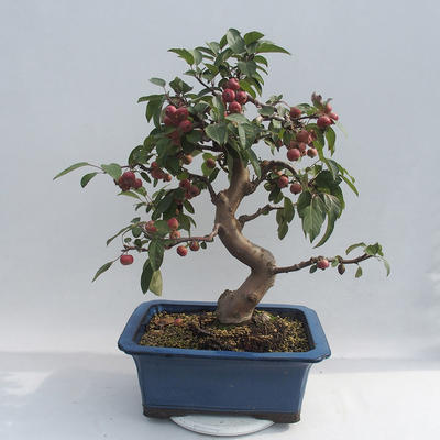 Outdoor bonsai - Malus halliana - Jabłoń drobnoowocowa - 5
