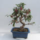 Outdoor bonsai - Malus halliana - Jabłoń drobnoowocowa - 5/6