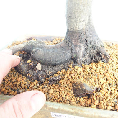 Outdoor bonsai -Carpinus betulus - Grab - 5