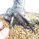 Outdoor bonsai - Pinus Mugo - Klęcząca Sosna - 5/5