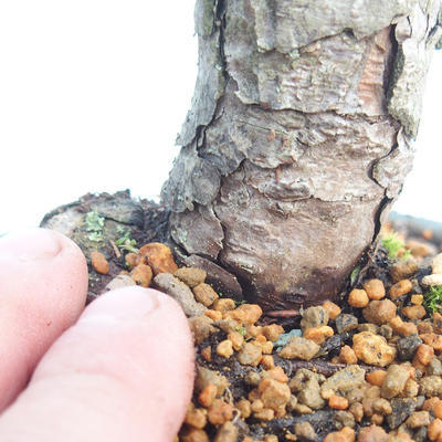 Outdoor bonsai - Pinus Mugo - Klęcząca Sosna - 5