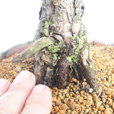 Outdoor bonsai - Pinus sylvestris - Sosna zwyczajna - 5