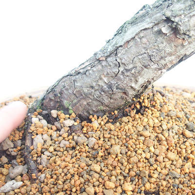 Outdoor bonsai - Pinus sylvestris - Sosna zwyczajna - 5