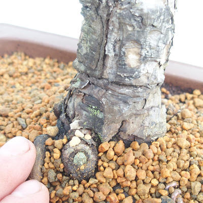 Outdoor bonsai - Pinus Nigra - Czarna sosna - 5