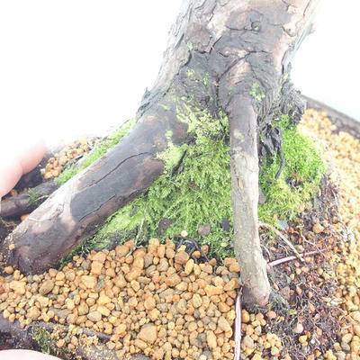 Outdoor bonsai - Juniperus chinensis - chiński jałowiec - 5