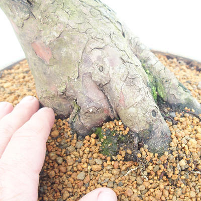 Outdoor bonsai - Taxus bacata - Cis czerwony - 5