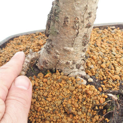 Outdoor bonsai - Lipa drobnolistna - Tilia cordata - 5