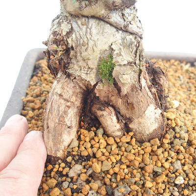 Outdoor bonsai-Cotoneaster - Rock Garden - 5