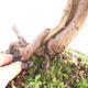 Outdoor bonsai - Juniperus chinensis Itoigawa - chiński jałowiec - 5/6