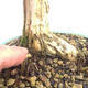 Outdoor bonsai-Lonicera nitida -Zimolez - 5/5