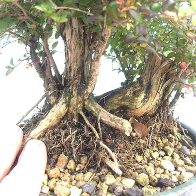 Outdoor bonsai-Lonicera nitida -Zimolez - 5