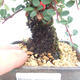 Outdoor bonsai-Cotoneaster - Rock Garden - 5/5