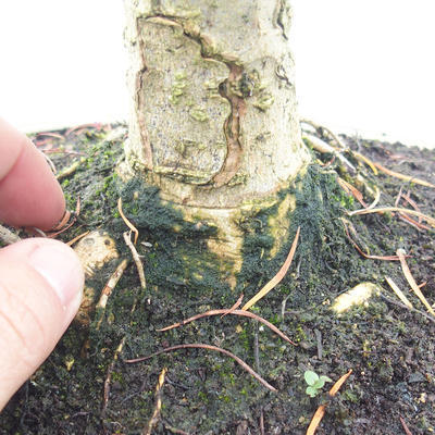 Outdoor bonsai - Pseudolarix amabilis - Pamodřín - 5
