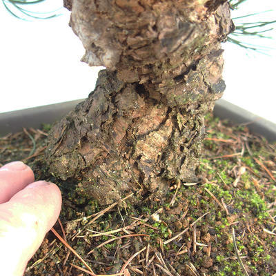 Outdoor bonsai - Pinus parviflora - Sosna drobnokwiatowa - 5