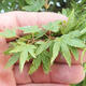 Acer palmatum KIOHIME - klon palmowy - 5/5
