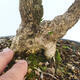Bonsai ogrodowe - Buxus microphylla - bukszpan - 5/5
