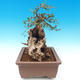 bonsai Room - Olea europaea sylvestris -Oliva Europejski drobnolistá - 5/6