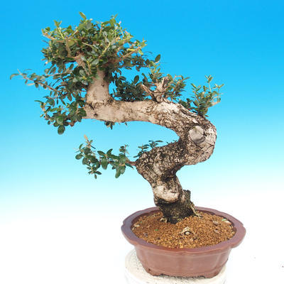 bonsai Room - Olea europaea sylvestris -Oliva Europejski drobnolistá - 5