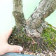 Outdoor bonsai - Pinus parviflora - Sosna drobnokwiatowa - 5/5