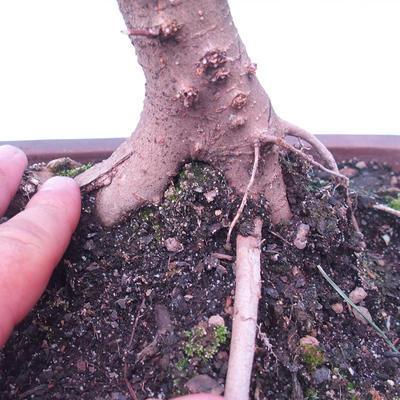 Outdoor bonsai -Javor babyka - Acer campestre - 5