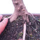 Outdoor bonsai -Javor babyka - Acer campestre - 5/6