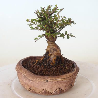 Bonsai zewnętrzne - Ulmus parvifolia SAIGEN - Wiąz drobnolistny - 5