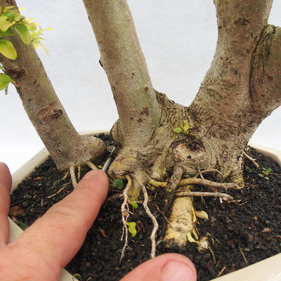 Indoor bonsai -Ligustrum Aurea - dziób ptaka - 5