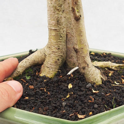 Indoor bonsai -Ligustrum Aurea - dziób ptaka - 5