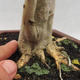 Indoor bonsai -Ligustrum Aurea - dziób ptaka - 5/6