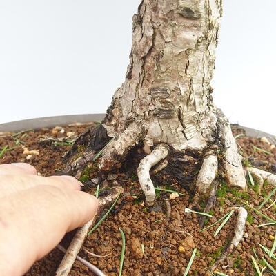 Outdoor bonsai -Larix decidua - Modrzew - 5