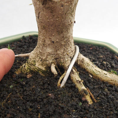 Indoor bonsai -Ligustrum Variegata - dziób ptaka - 5