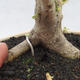 Indoor bonsai -Ligustrum Variegata - dziób ptaka - 5/6