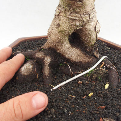 Kryty bonsai -Phyllanthus - Smutek - 5