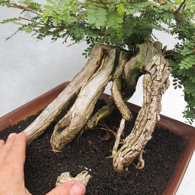 Kryty bonsai -Phyllanthus Niruri- Smuteň - 5
