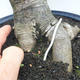 Kryty bonsai -Phyllanthus Niruri- Smuteň - 5/6