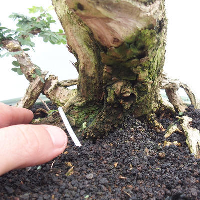 Kryty bonsai -Phyllanthus Niruri- Smuteň - 5