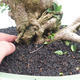 Bonsai do wnętrz - Cudrania equisetifolia - 5/5
