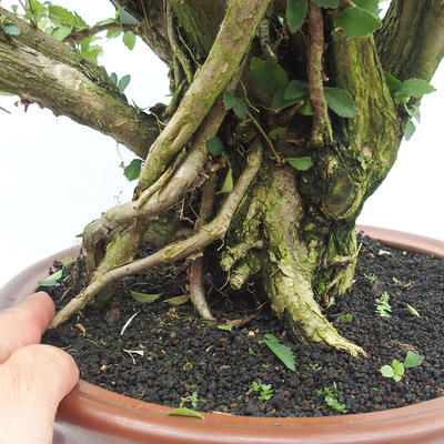 Bonsai do wnętrz - Cudrania equisetifolia - 5